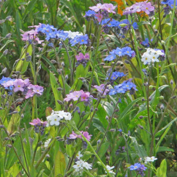 Myosotis des Alpes en mélange