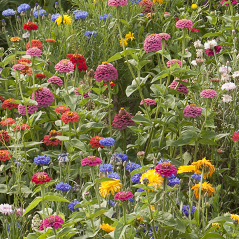 Jachère Campagne en Fleurs