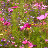 Jachère Campagne en Fleurs