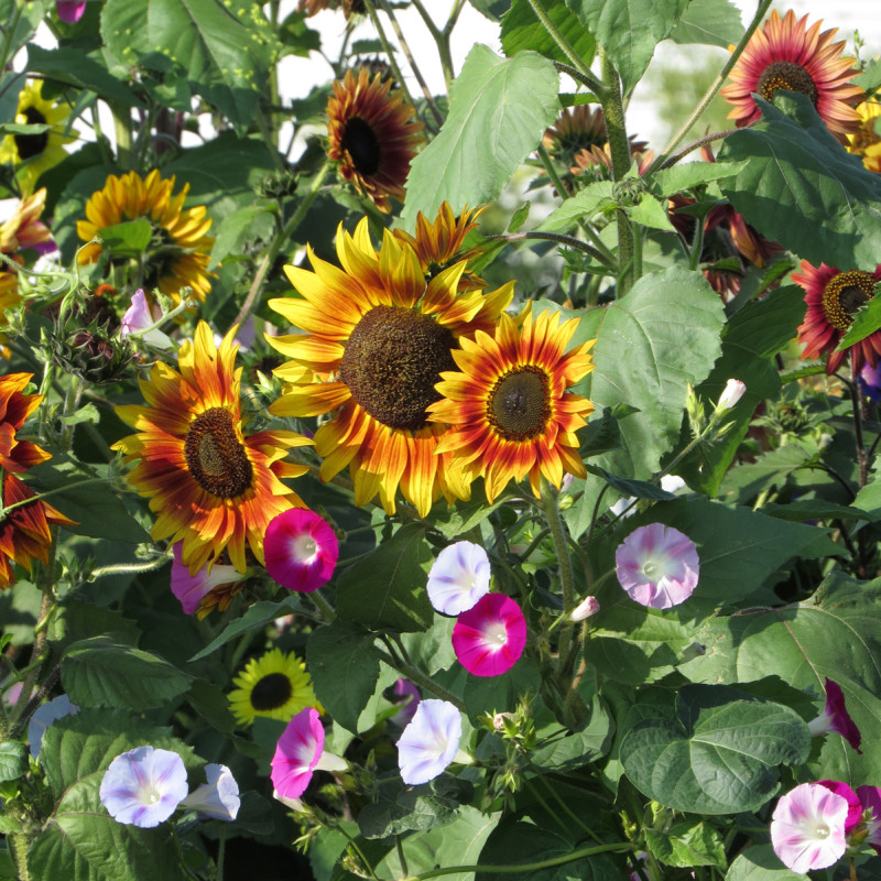 Mélange de fleurs brise-vue (tournesols et grimpantes)