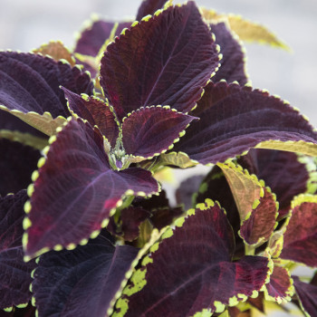 Coleus Mezmerize® Chocolate Lime Edge