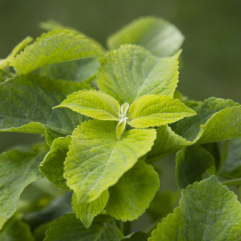 Coleus Mezmerize® Lime Green