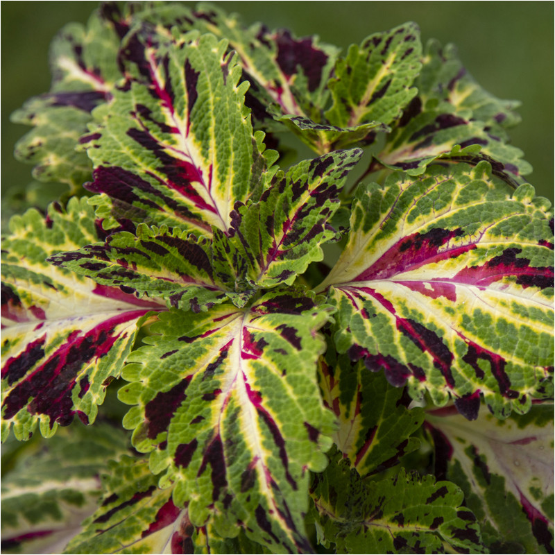 Coleus Mezmerize Mosaic®