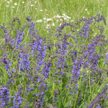 Sauge des Prés Salvia pratensis