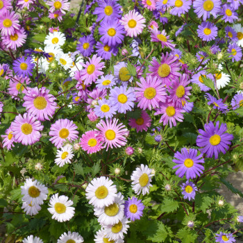 Reine-Marguerite Madeleine single en mélange