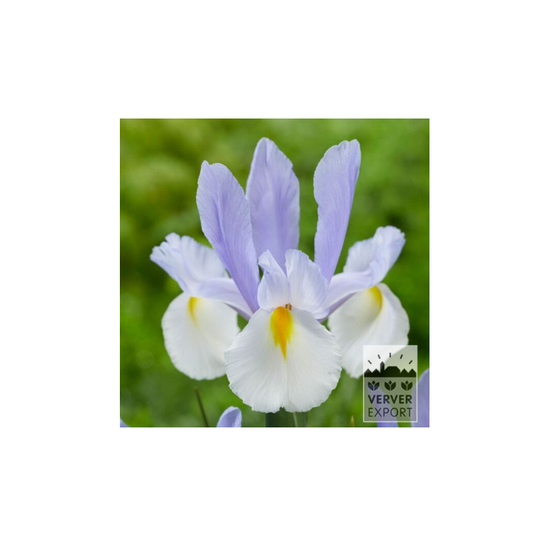 Iris Silver Sky