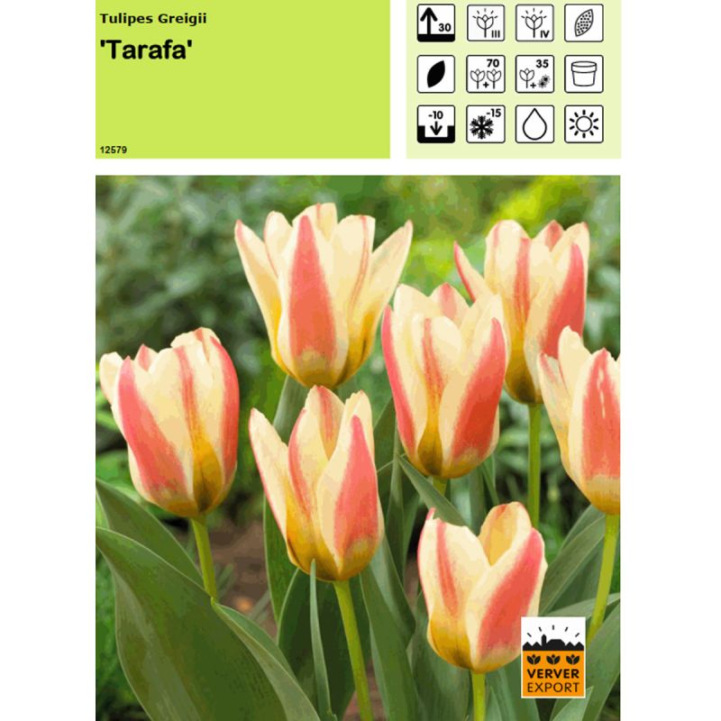 Tulipe Tarafa