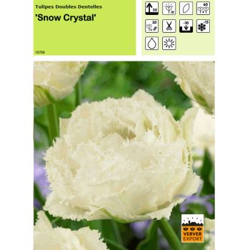 Tulipe Snow Crystal