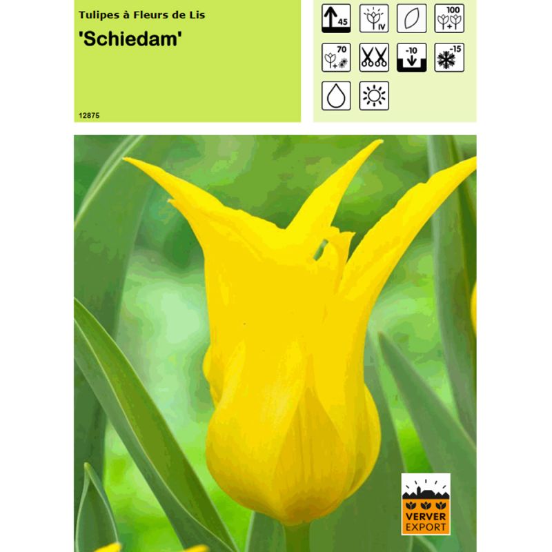 Tulipe Schiedam