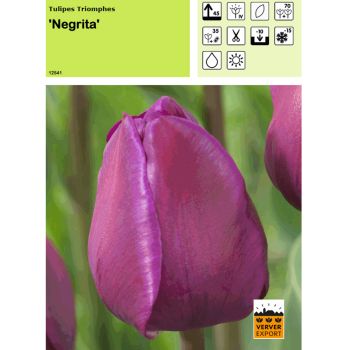 Tulipe Negrita