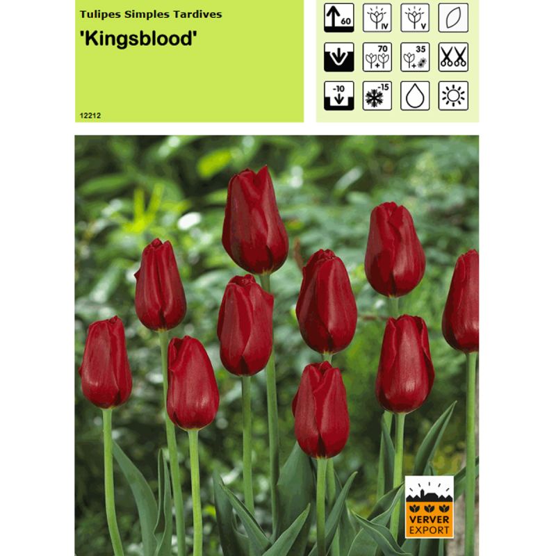 Tulipe Kingsblood