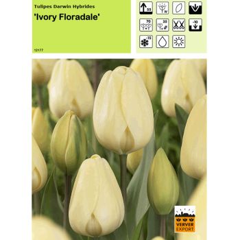 Tulipe Ivory Floradale