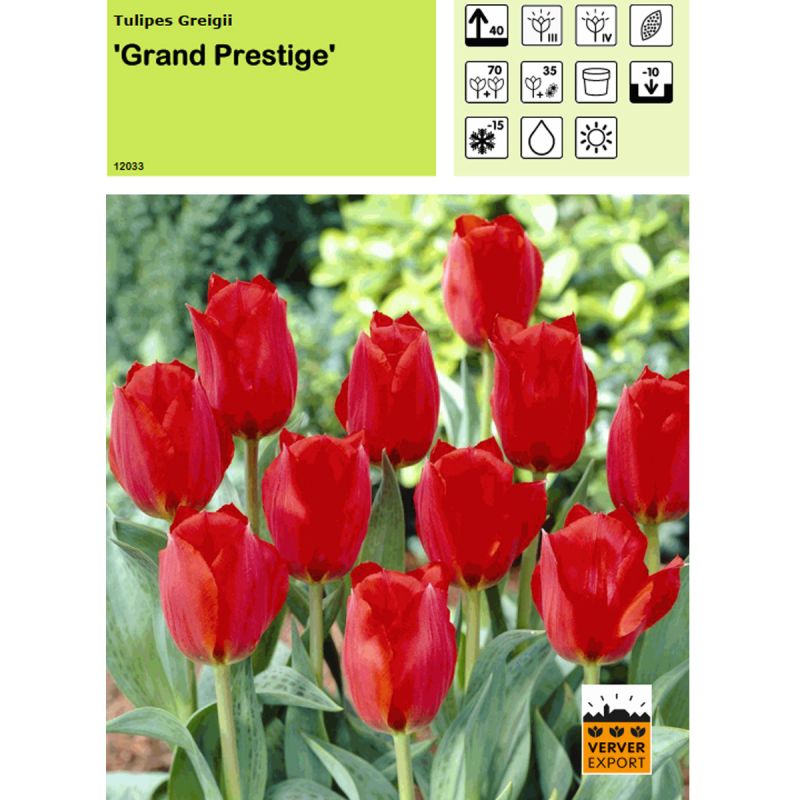 Tulipe Grand Prestige