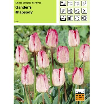 Tulipe Gander's Rhapsody