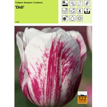 Tulipe Didi