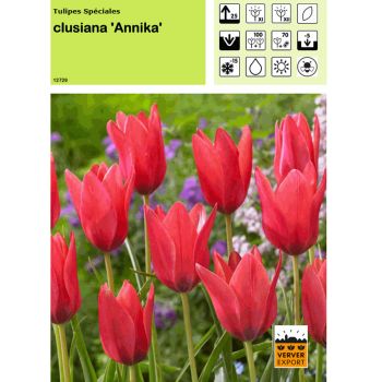 Tulipe clusiana "Annika"