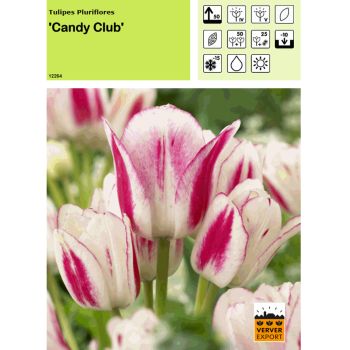 Tulipe Candy Club