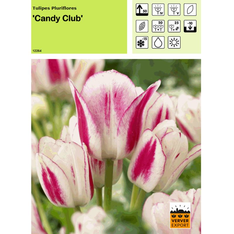 Tulipe Candy Club