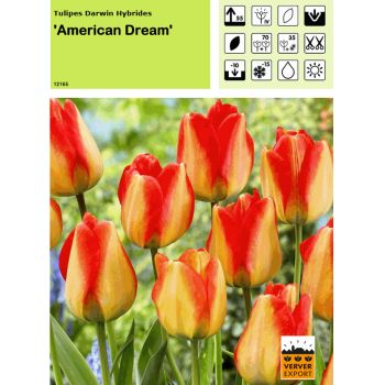 Tulipe American Dream