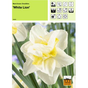 Narcisse double White Lion