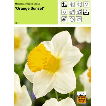 Narcisse Orange Sunset