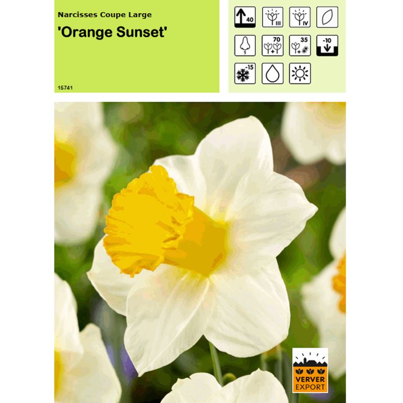 Narcisse Orange Sunset