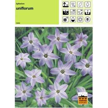 Ipheion uniflorum