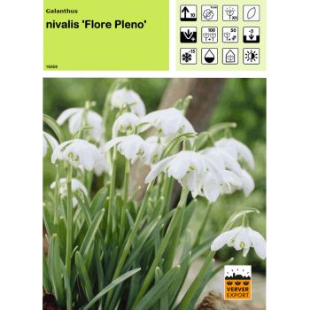 Perce-neige Flore Peno