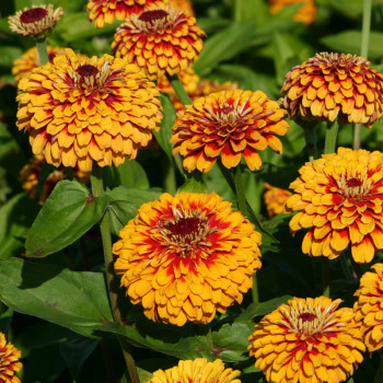 Zinnia elegans Macarenia