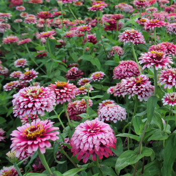 Zinnia elegans Mazurkia