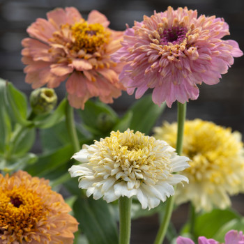 Zinnia à fleur de scabieuse Cresto! Peaches and Cream