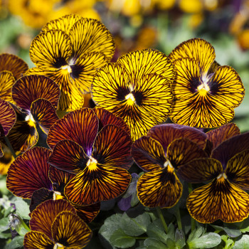 Viola Tiger Eye en mélange (Pensée)