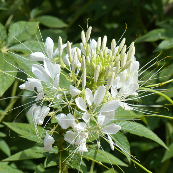 Cléome épineux White Queen