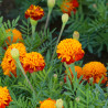 Tagètes (Oeillet d'Inde) nain Orange Flame