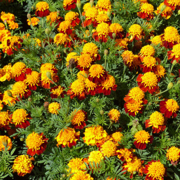 Tagètes (Oeillet d'Inde) nain Orange Flame