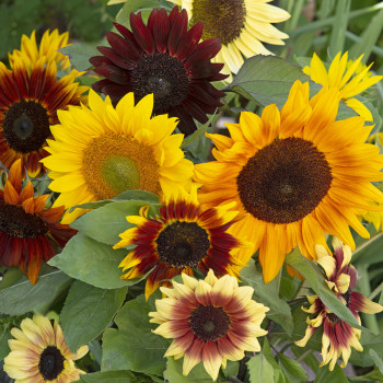 Helianthus (Tournesol) Summer Time F1 en mélange