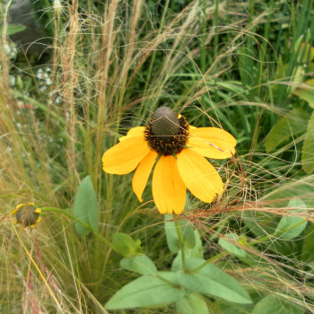 Rudbeckia Chapeau Mexicain