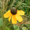 Rudbeckia Chapeau Mexicain