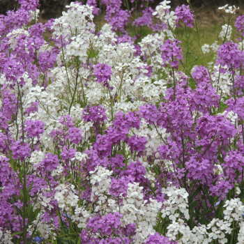 Julienne des Dames en mélange