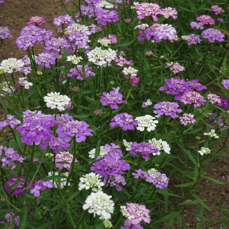 Thlaspi nain Fairy en mélange