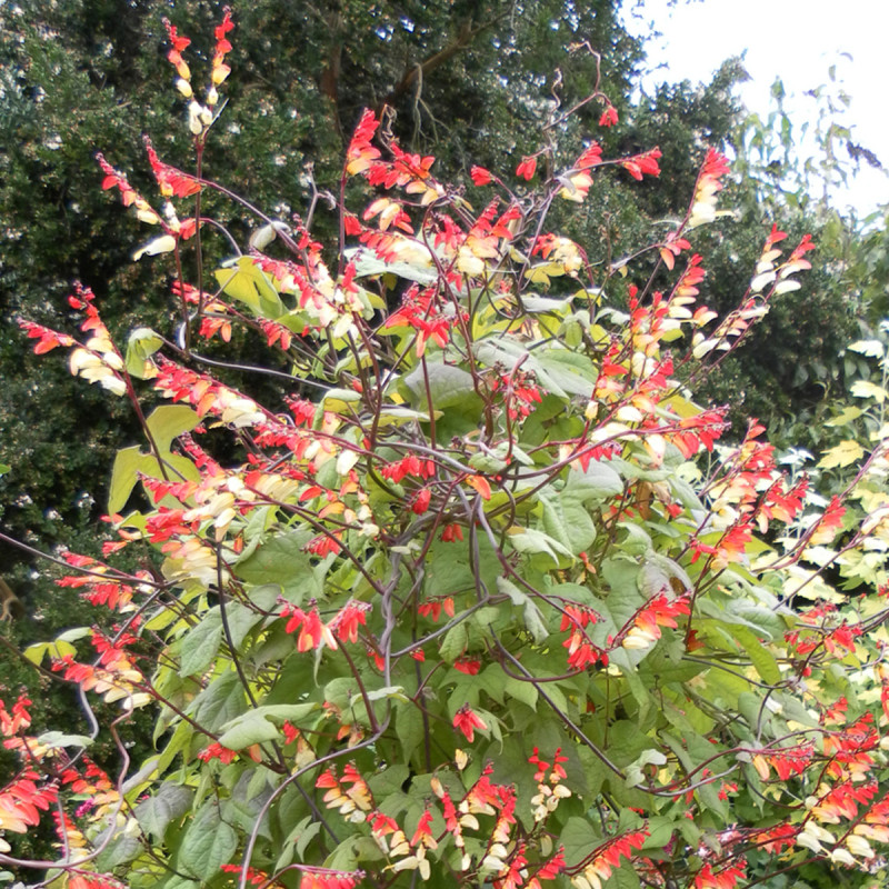 Mina lobata Exotic Love (Plume d'indien)