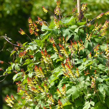 Mina lobata Exotic Love (Plume d'indien)