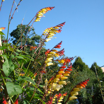 Mina lobata Exotic Love (Plume d'indien)