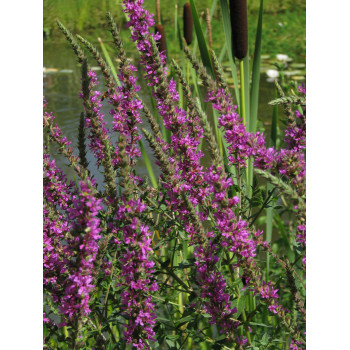 Lythrum salicaria