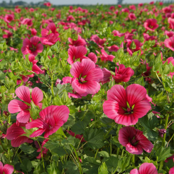 Malope à grandes fleurs Vulcan