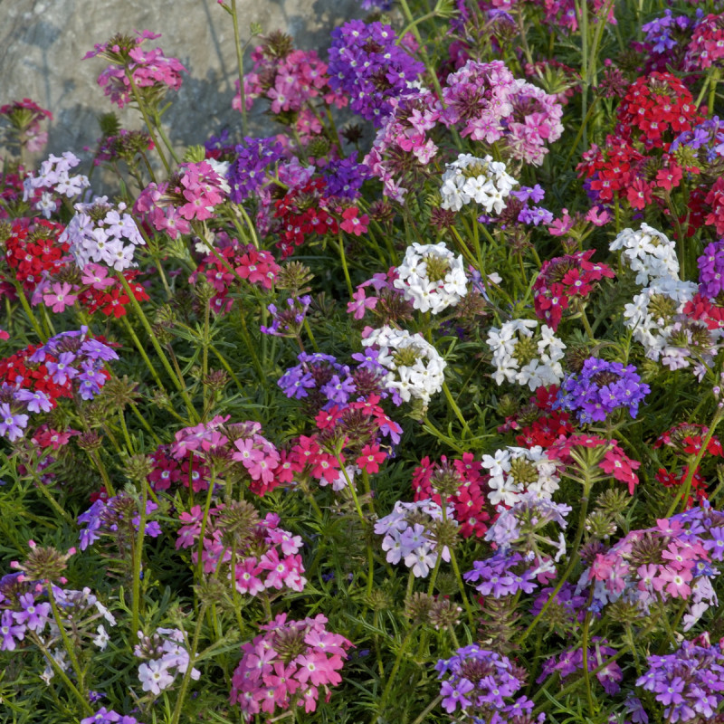 Verveine Desert Jewels en mélange