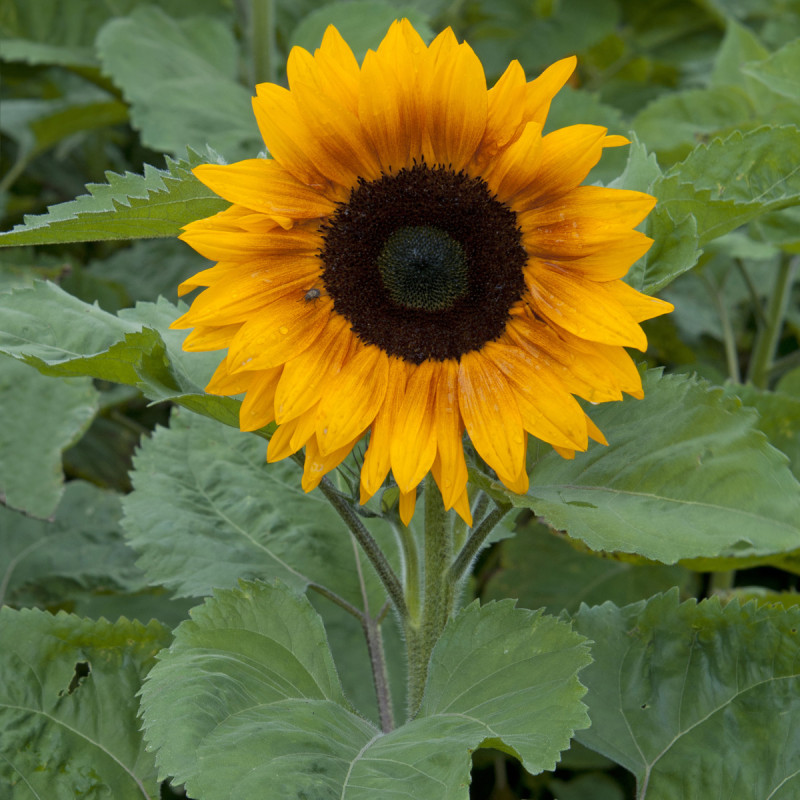 Tournesol (Helianthus) Copper Queen F1