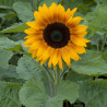 Tournesol F1 Copper Queen F1