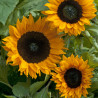 Tournesol (Helianthus) Copper Queen F1