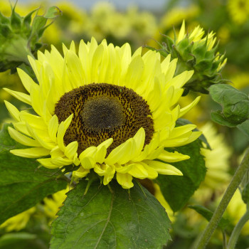 Helianthus (tournesol) Garden Statement